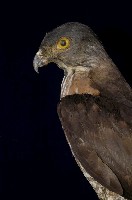 鳳頭蒼鷹藏品圖，第2張